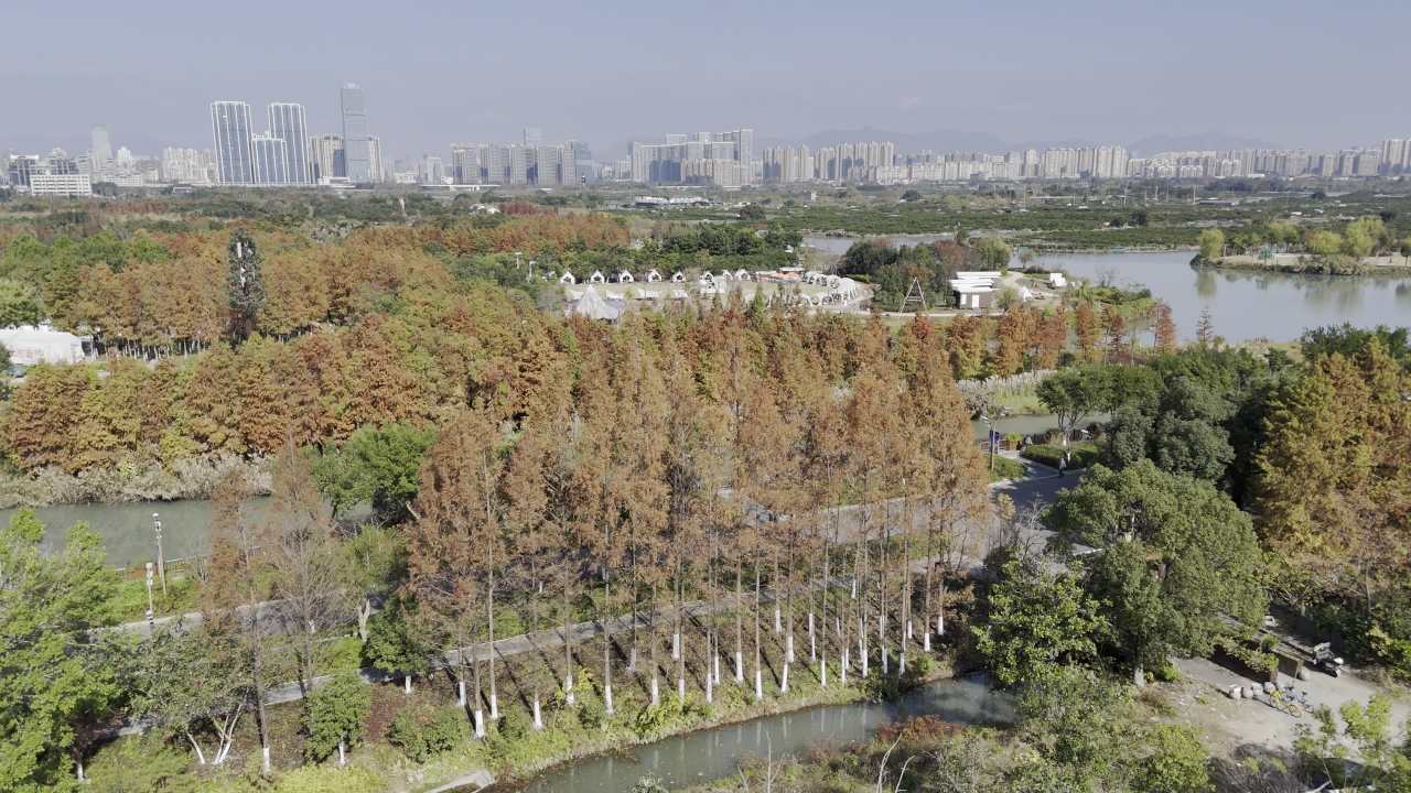 湿地红杉 29