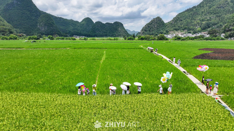 贵州兴义万峰林稻田 5