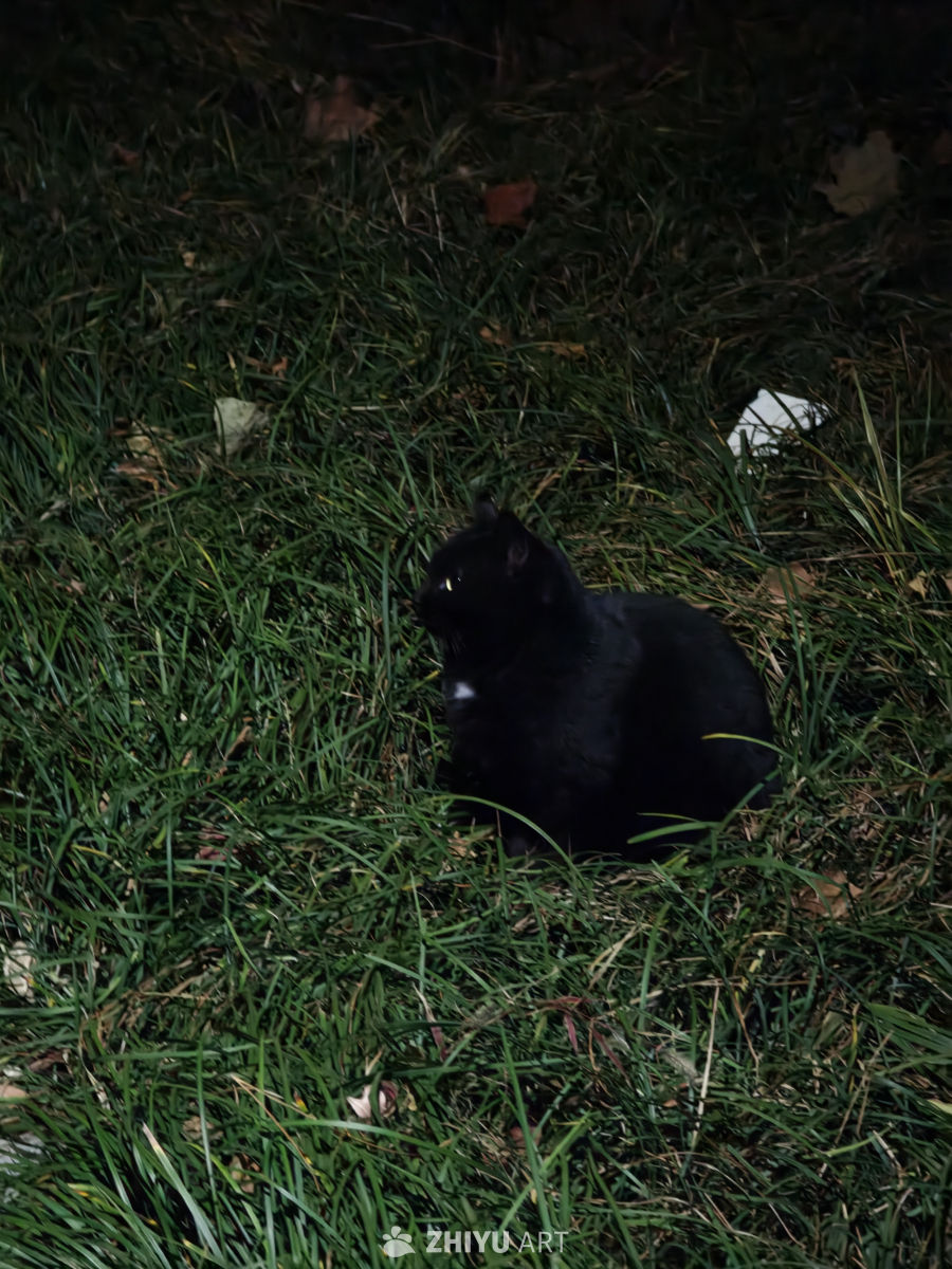 夜草丛中的黑猫