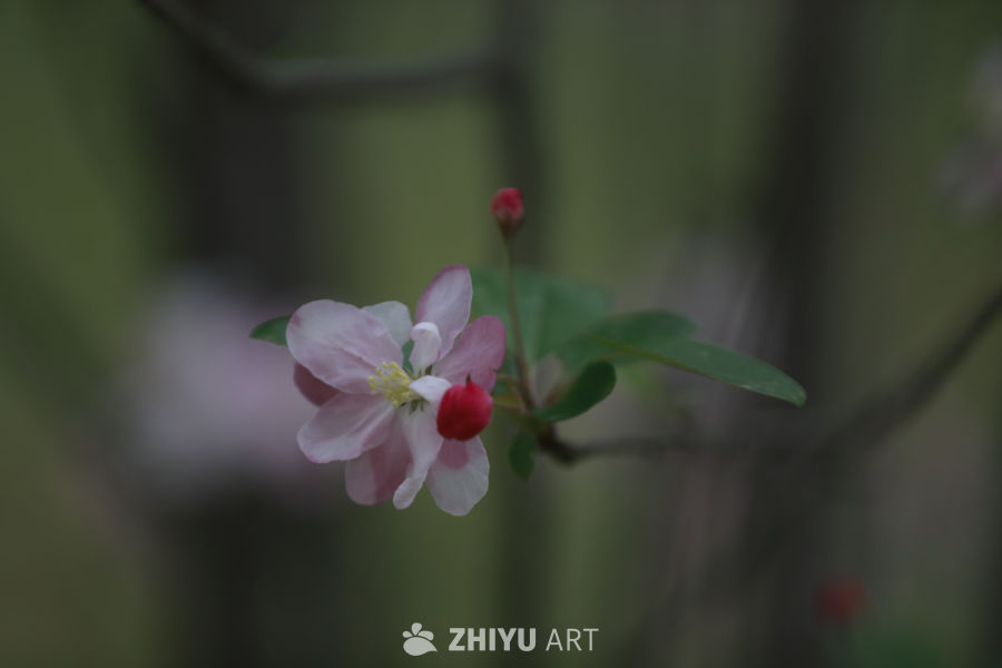 春日的温柔