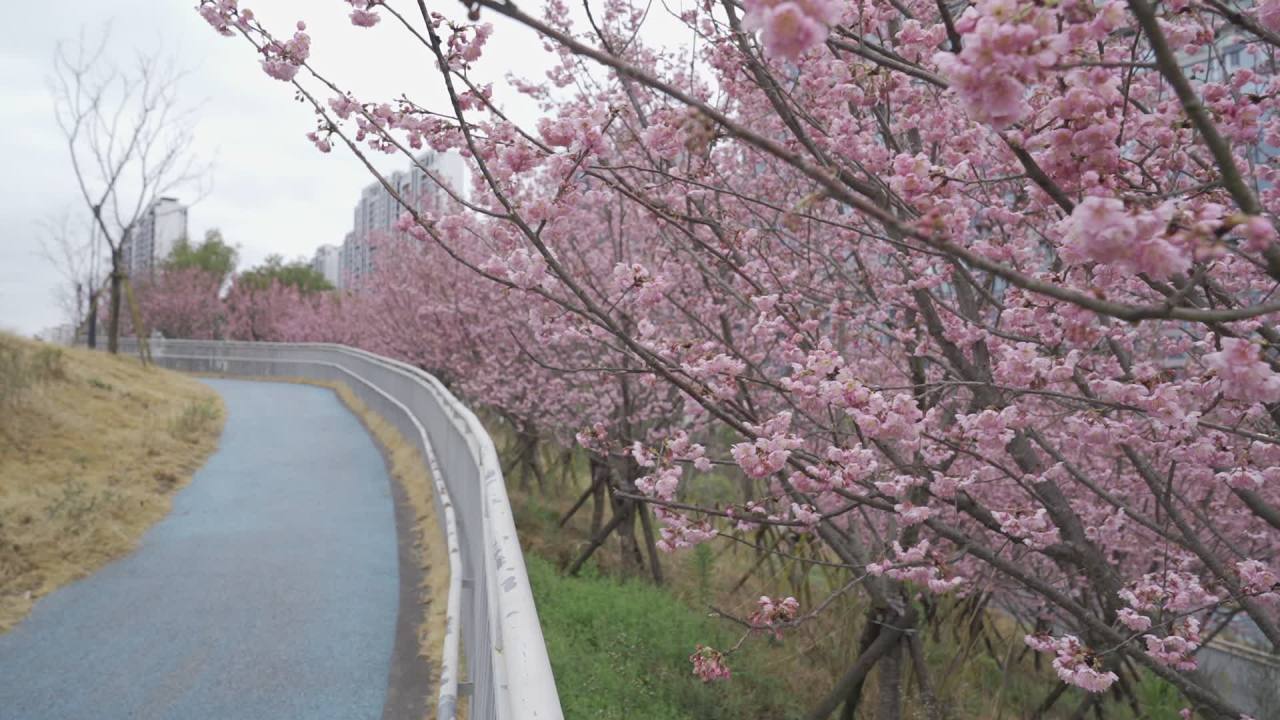 樱花盛开的城市小径