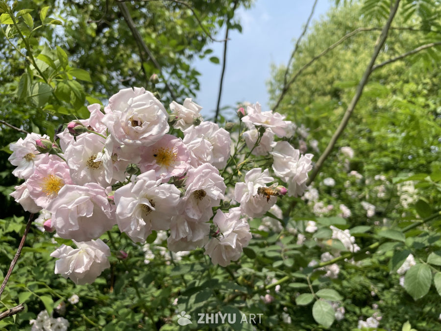 春季花卉 13