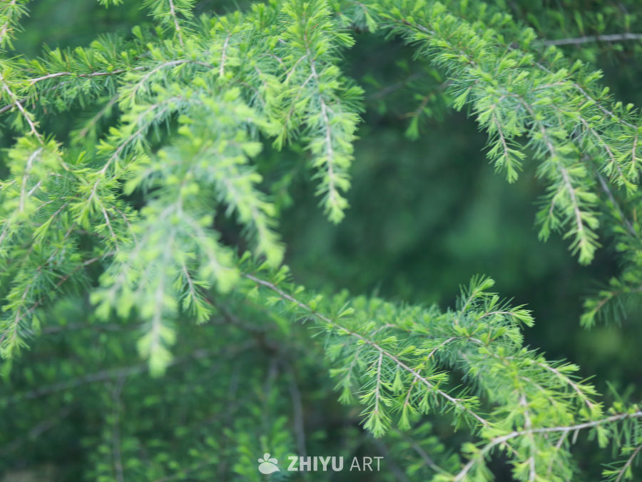松树的绿意