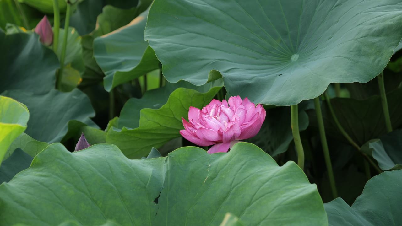 荷花 18