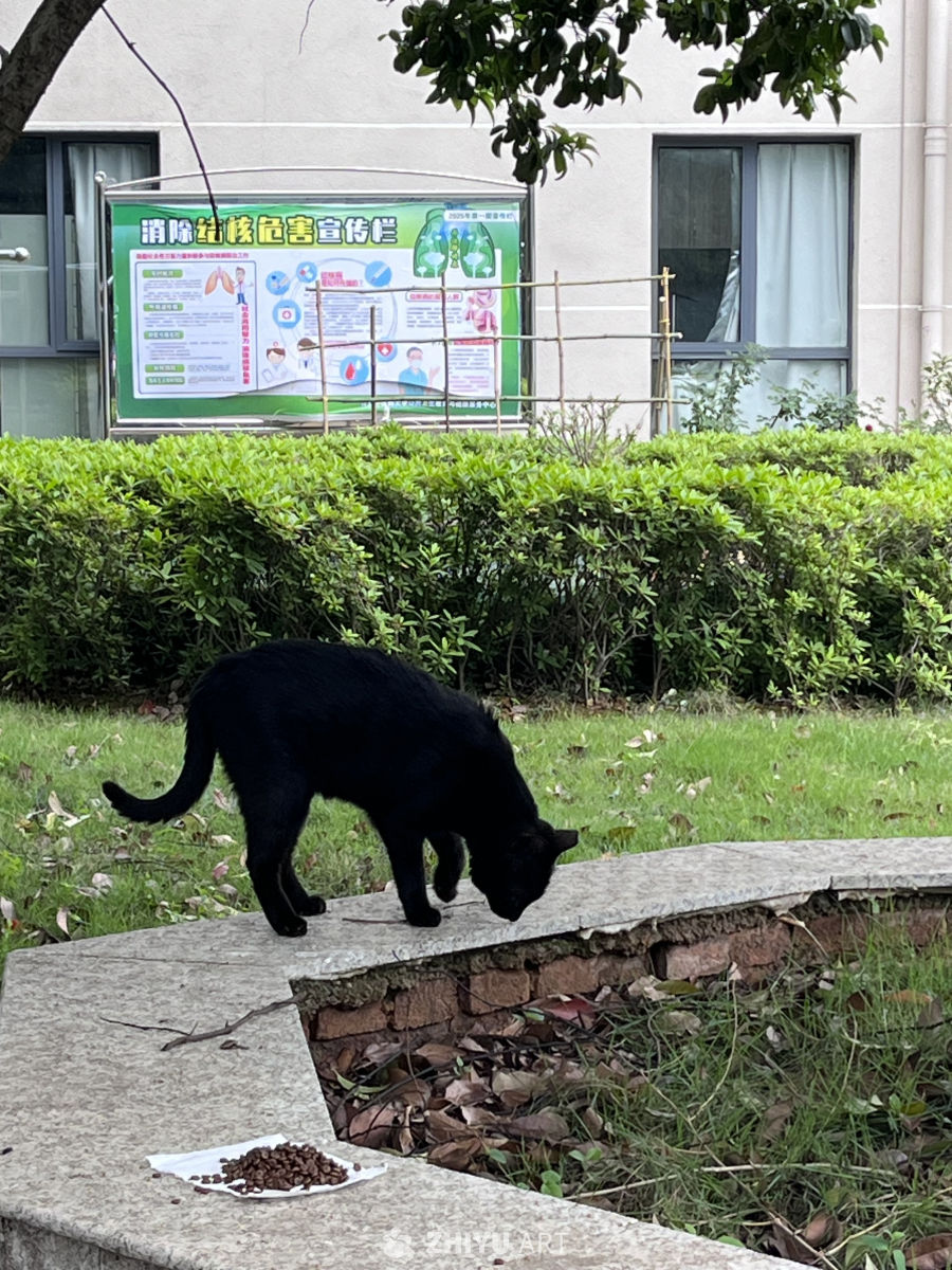 黑猫觅食
