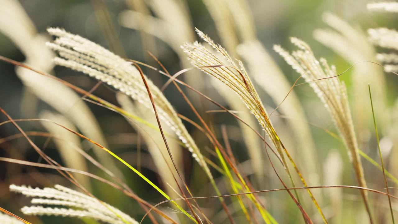 夕阳下的芦苇荡