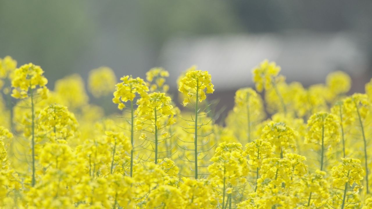 春天农村油菜花海蜜蜂采蜜 37