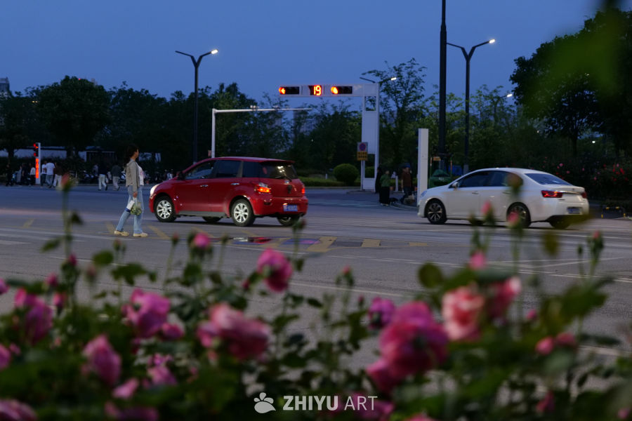 月季花 24