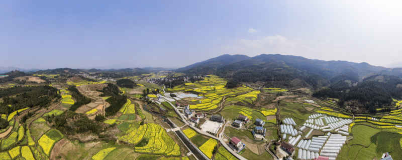 美丽乡村田园金黄油菜花全景图