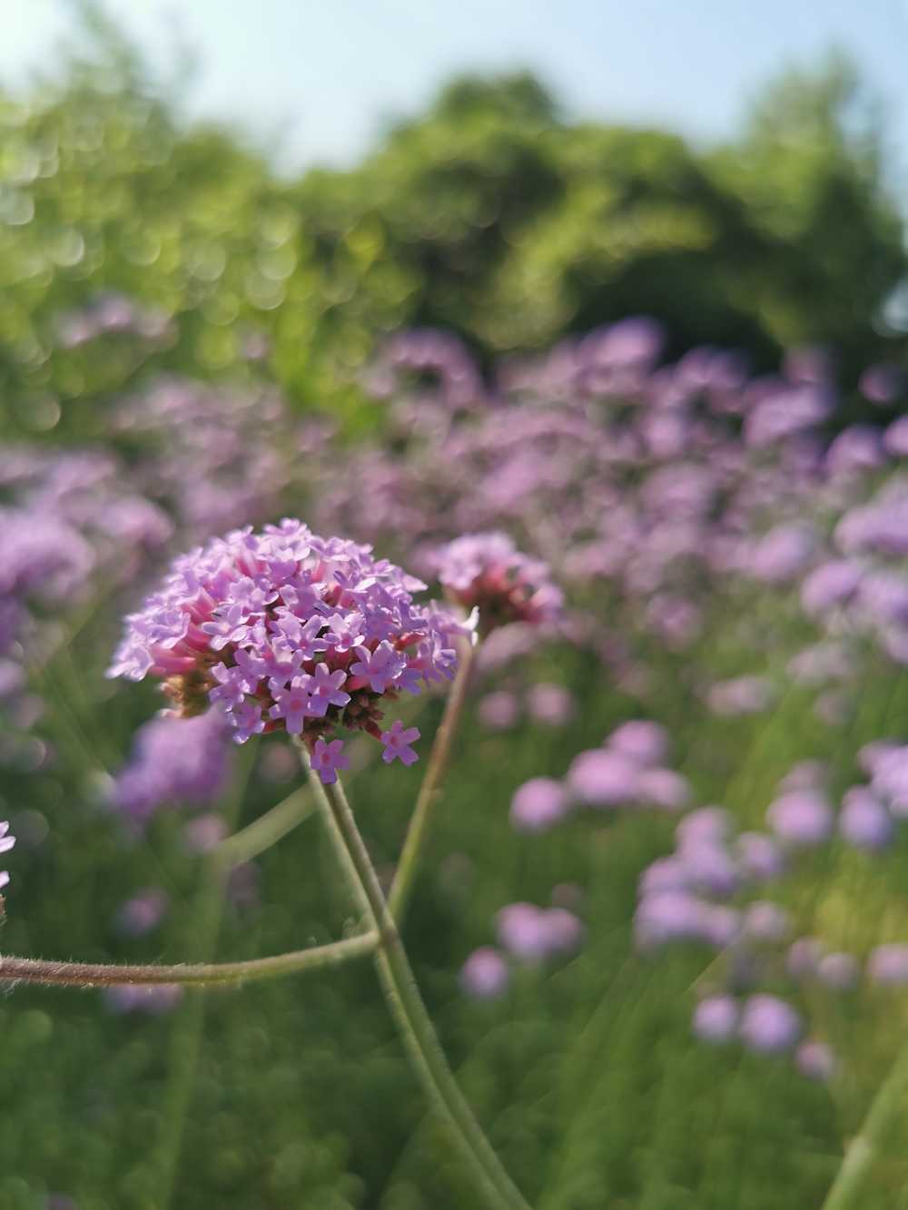 手机拍摄花花草草