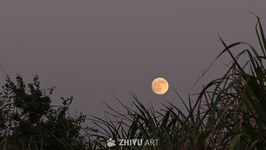 月下静谧夜