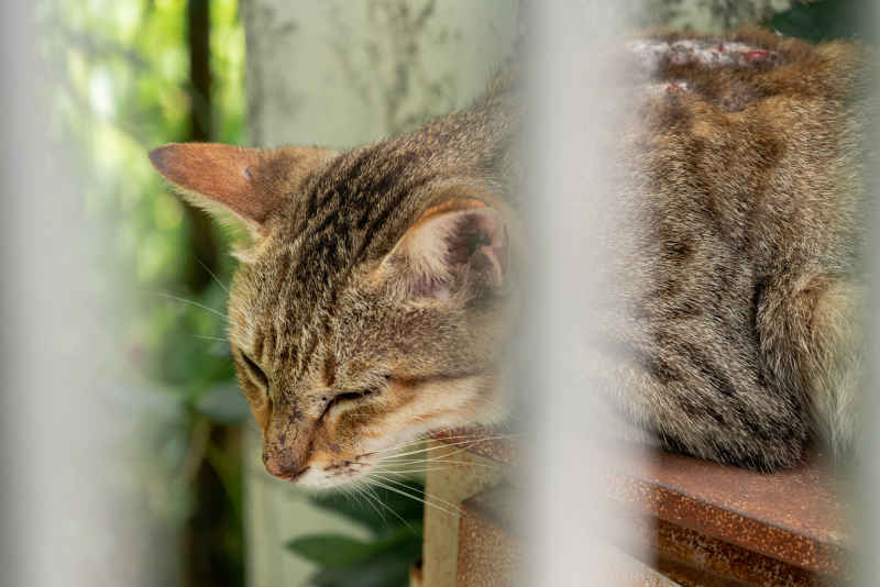 小猫小猫