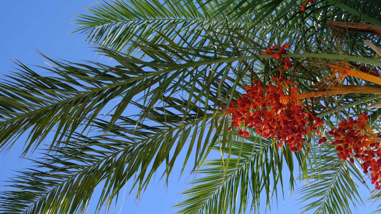 棕榈树下的果实