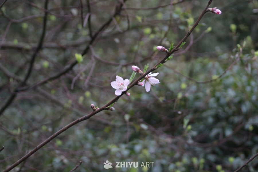 春日桃花绽放