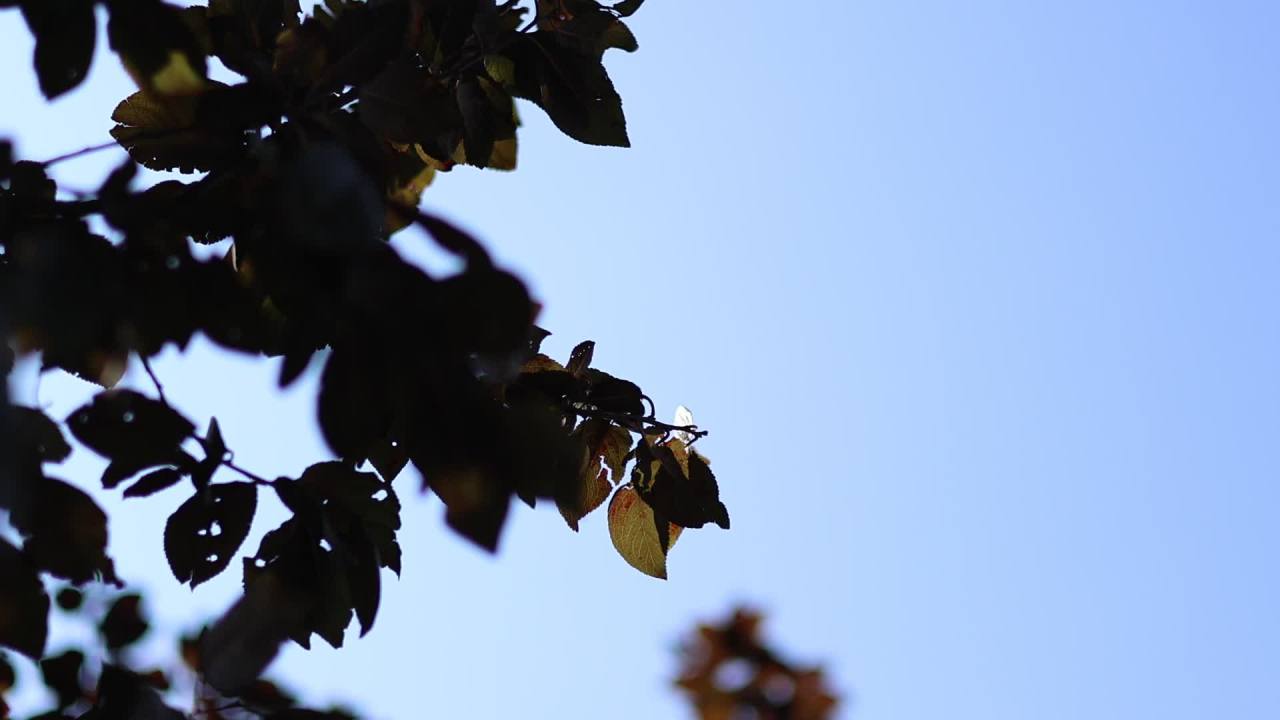 【实拍样片】佳能R7相机实拍原片视频 6