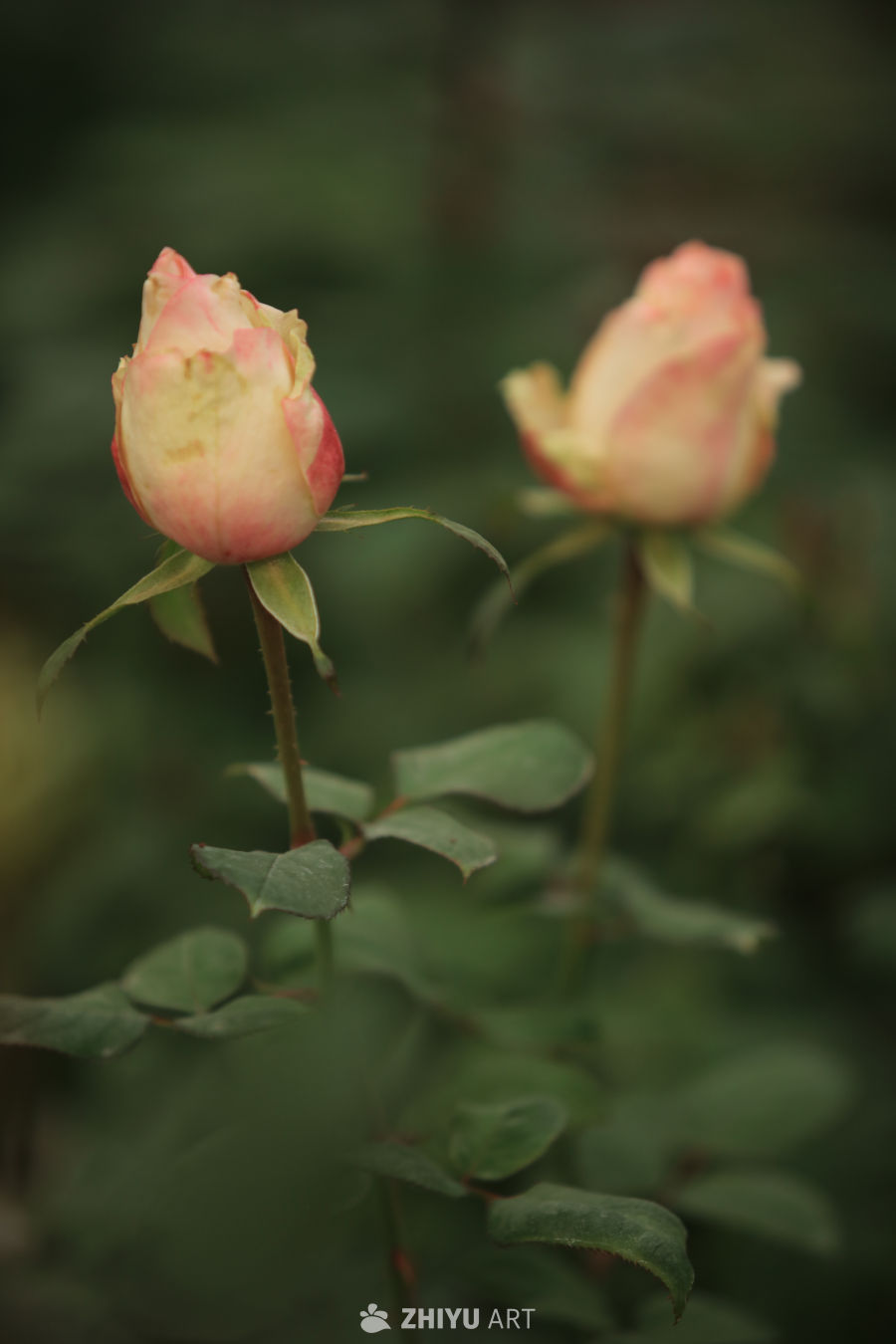 两颗玫瑰的花苞