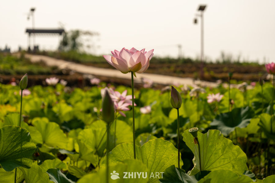 荷花 127