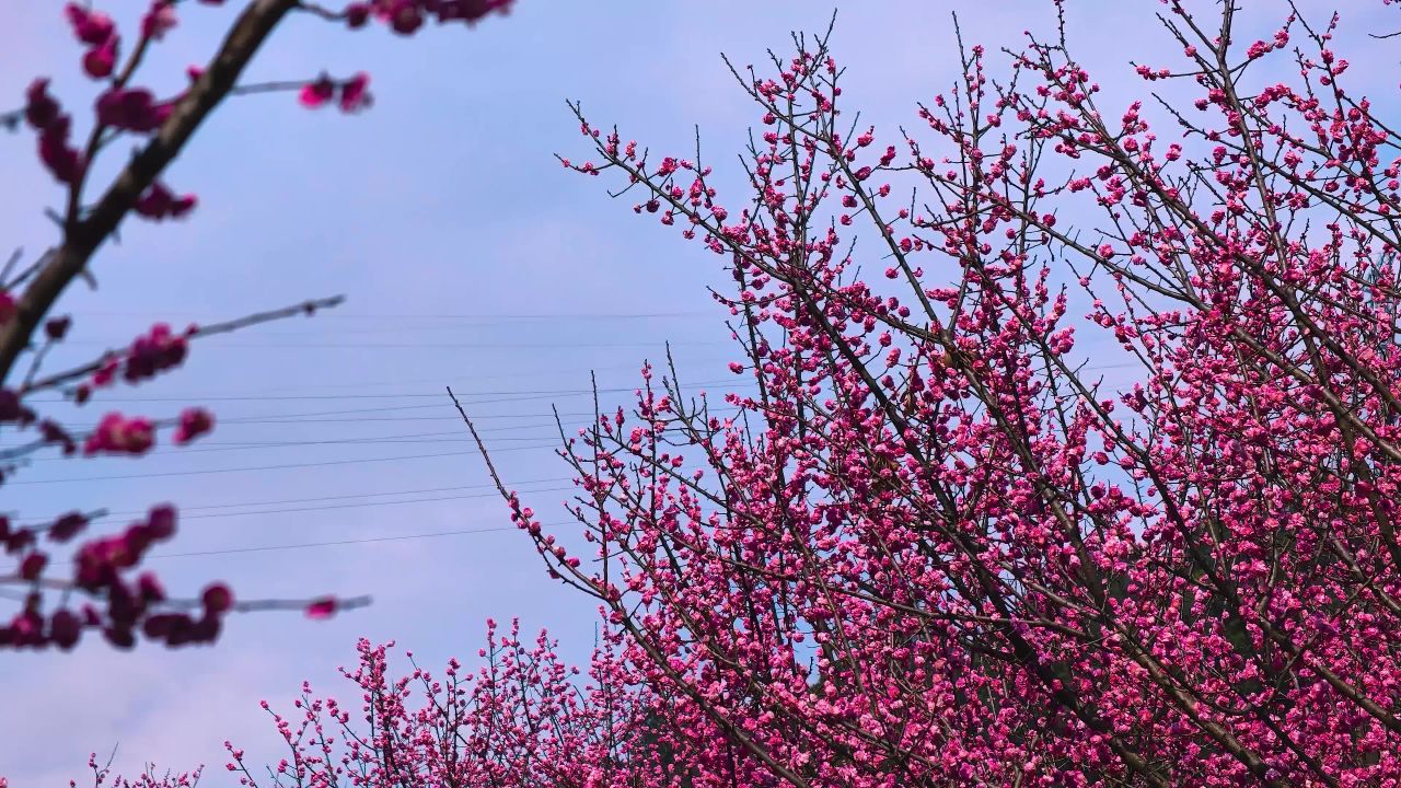 盛开的花朵 粉色樱花
