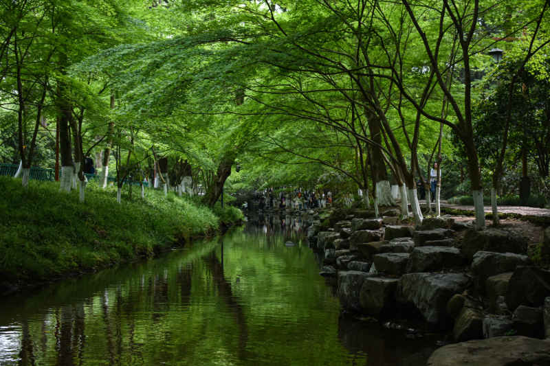绿野仙踪