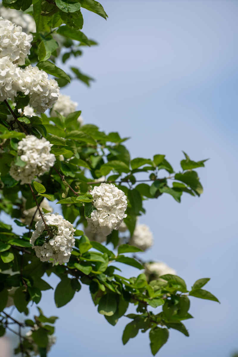 绣球花