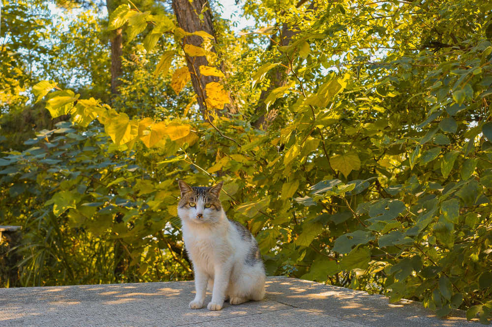 猫