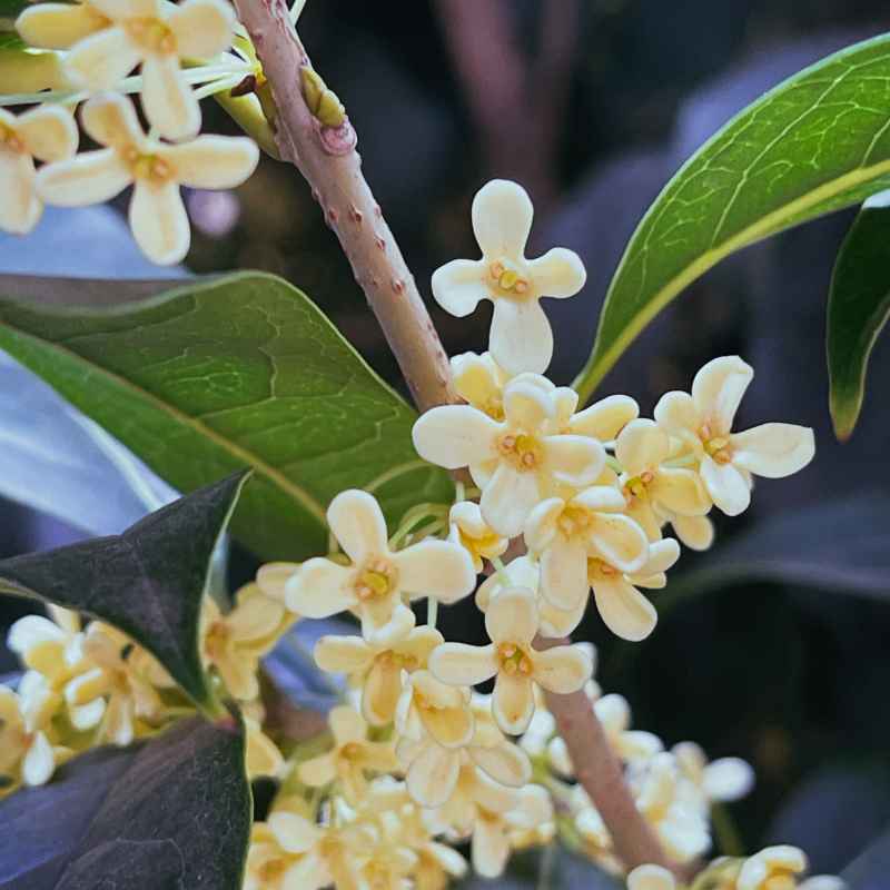 盛开的桂花