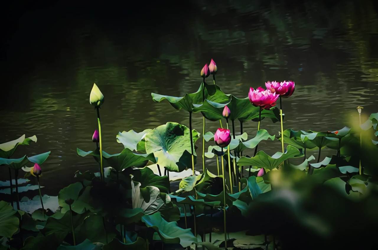池塘中的莲花