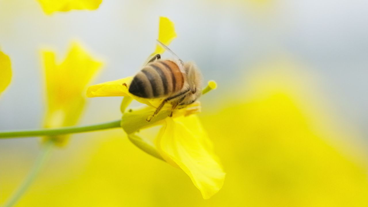 油菜花蜜蜂采蜜特写微距4K实拍