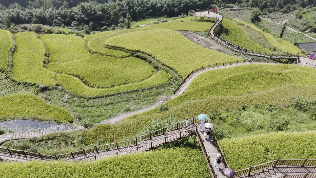 温州中雁荡山与梯田水稻 22