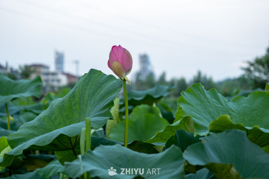 荷花 4