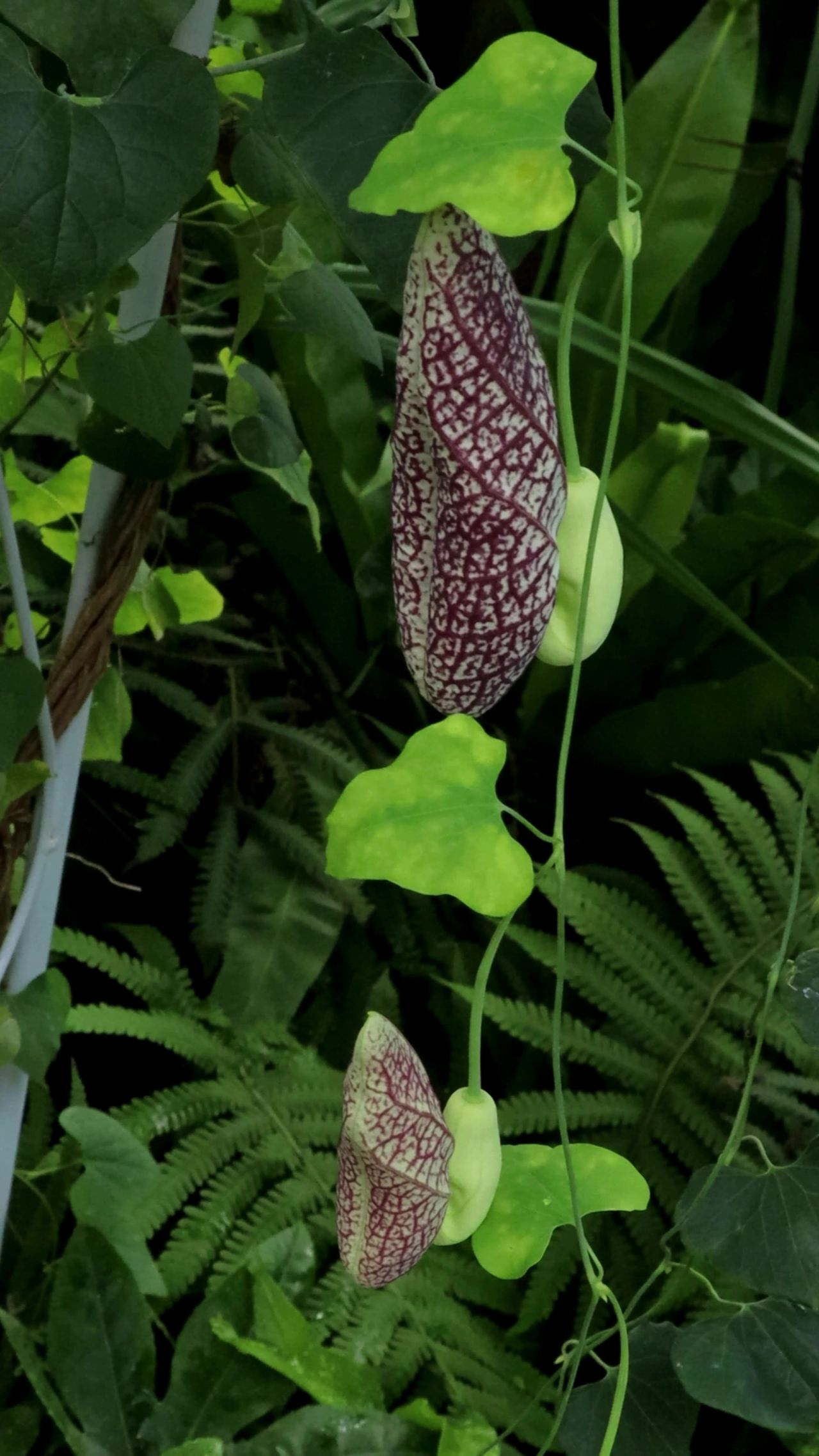上海植物园马兜铃