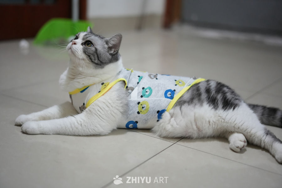 猫咪 25
