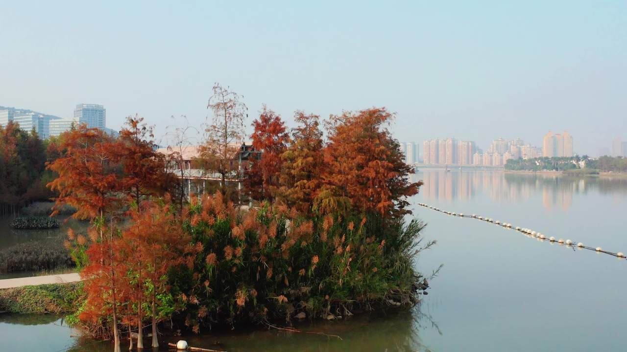 冬季广东的红色水杉 四