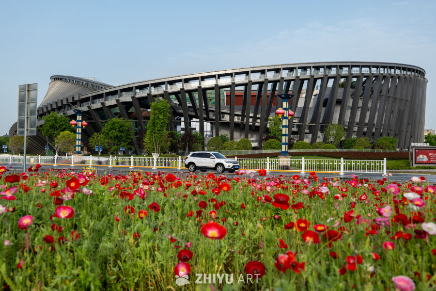 月季花 24