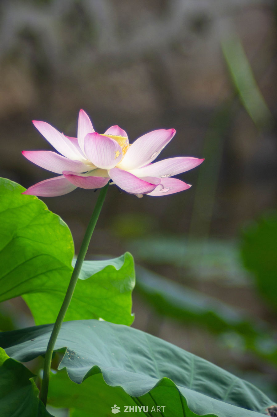 荷花 22