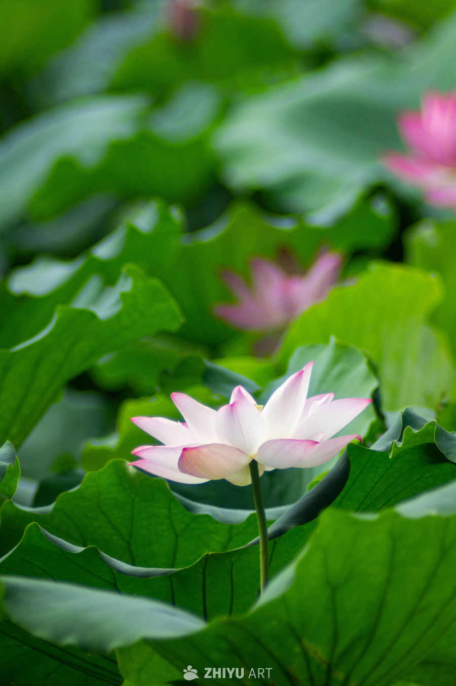 荷花 26