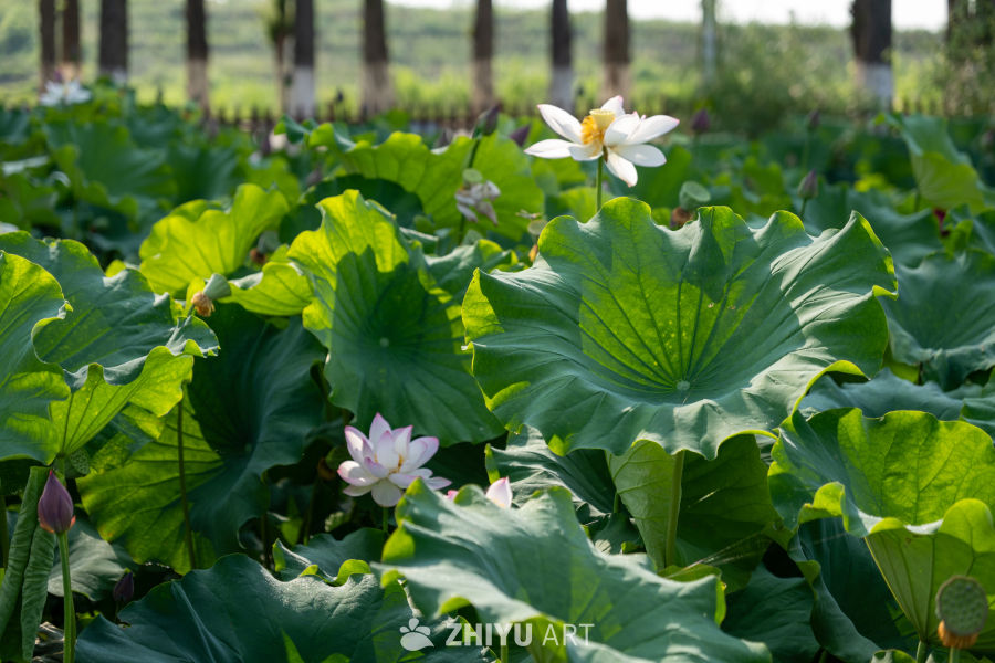 荷花 82