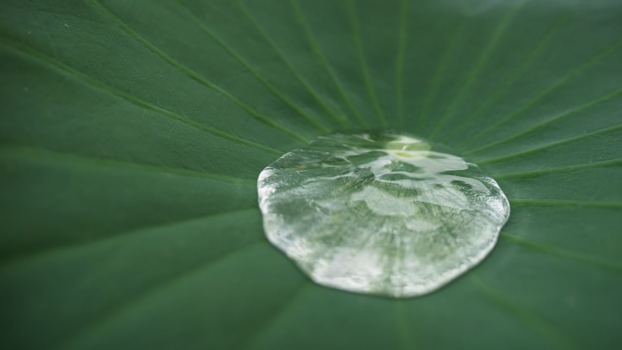 夏天池塘荷花荷叶莲蓬 37