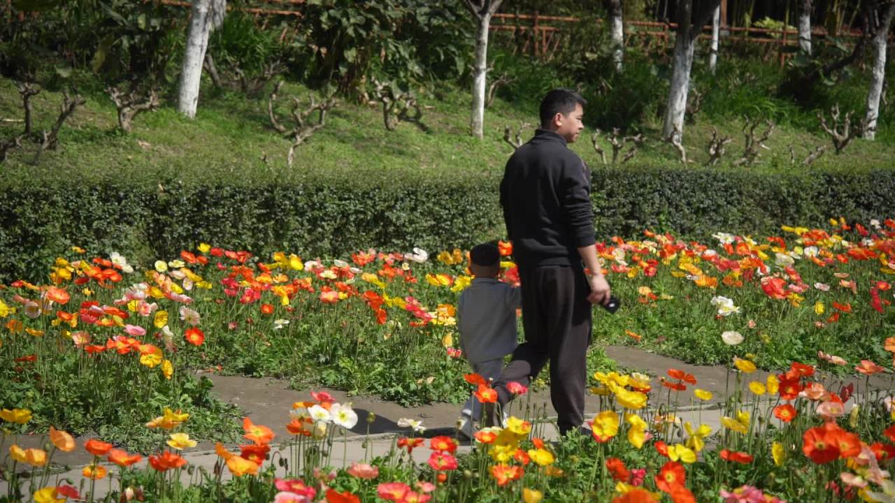 春花烂漫时 人从旁边过 12