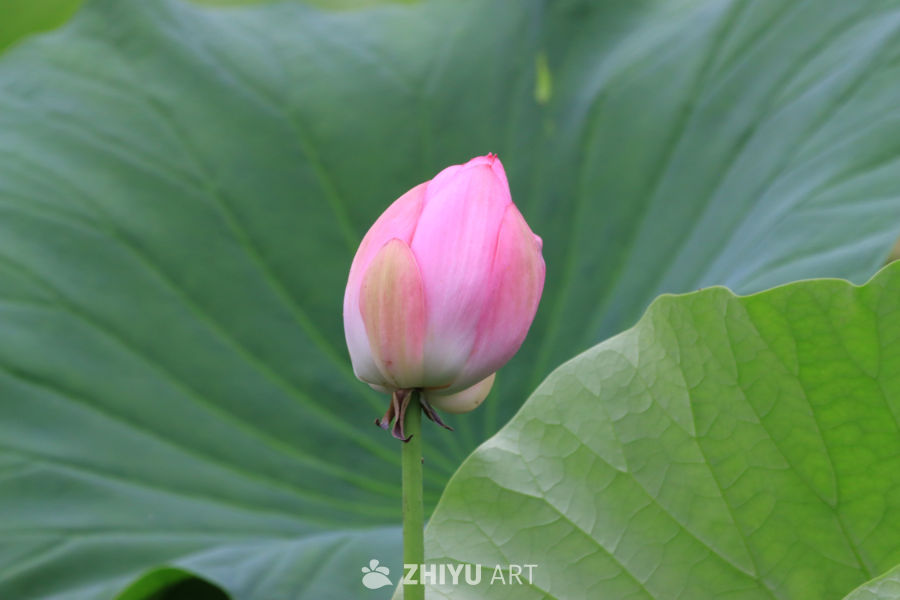 荷花 80