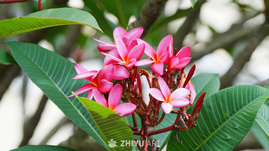 热带风情：粉色花簇与绿叶