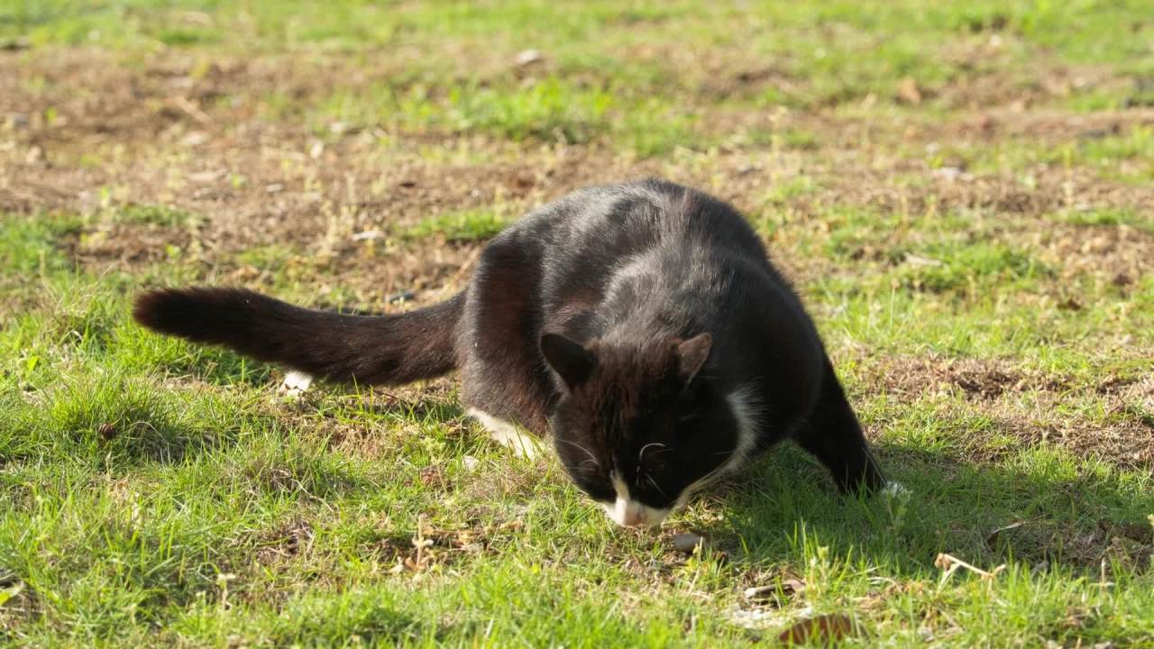 公园的小猫咪流浪猫 10