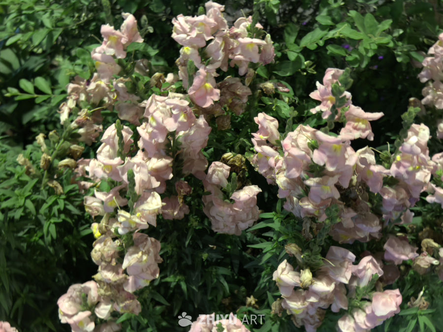 粉色花朵的自然之美