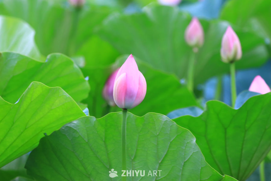 盛夏荷花 283