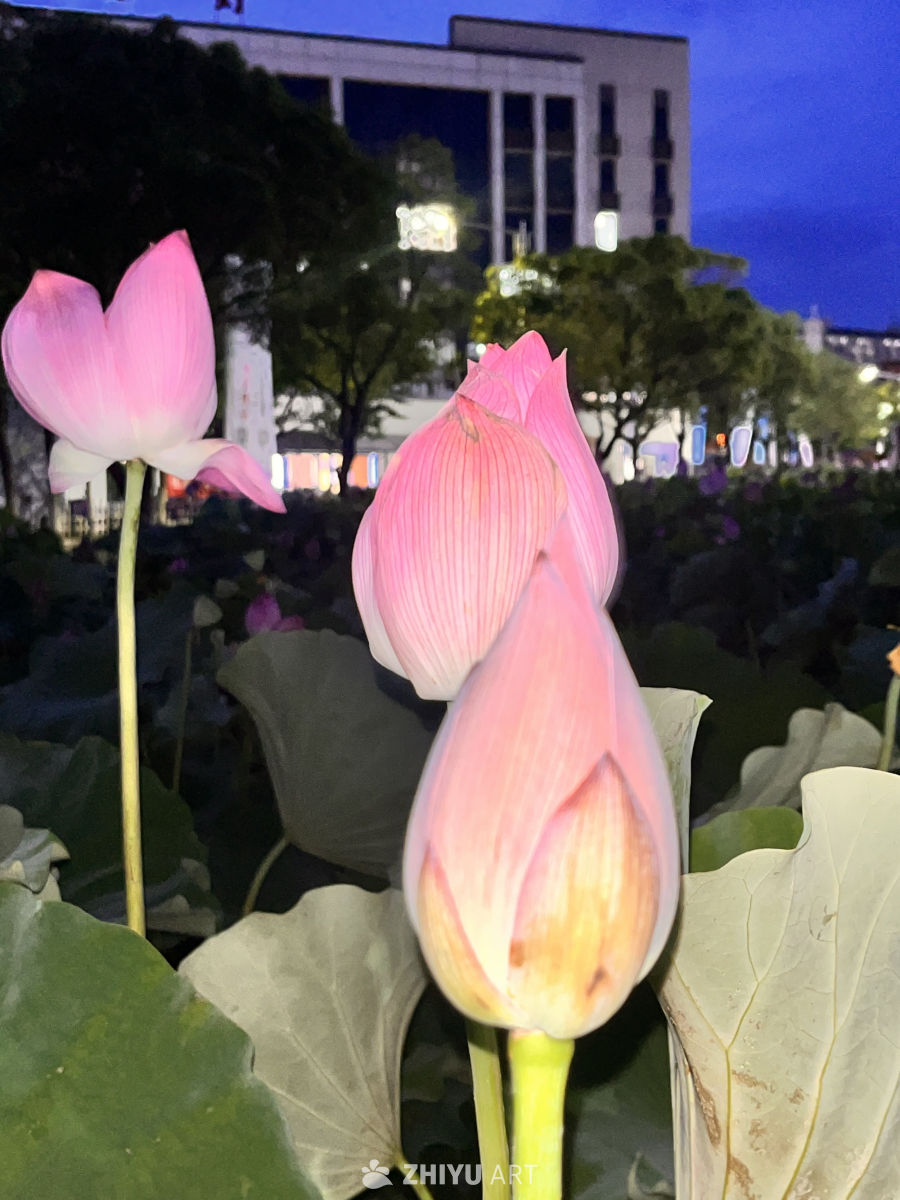 夜色中的莲花绽放