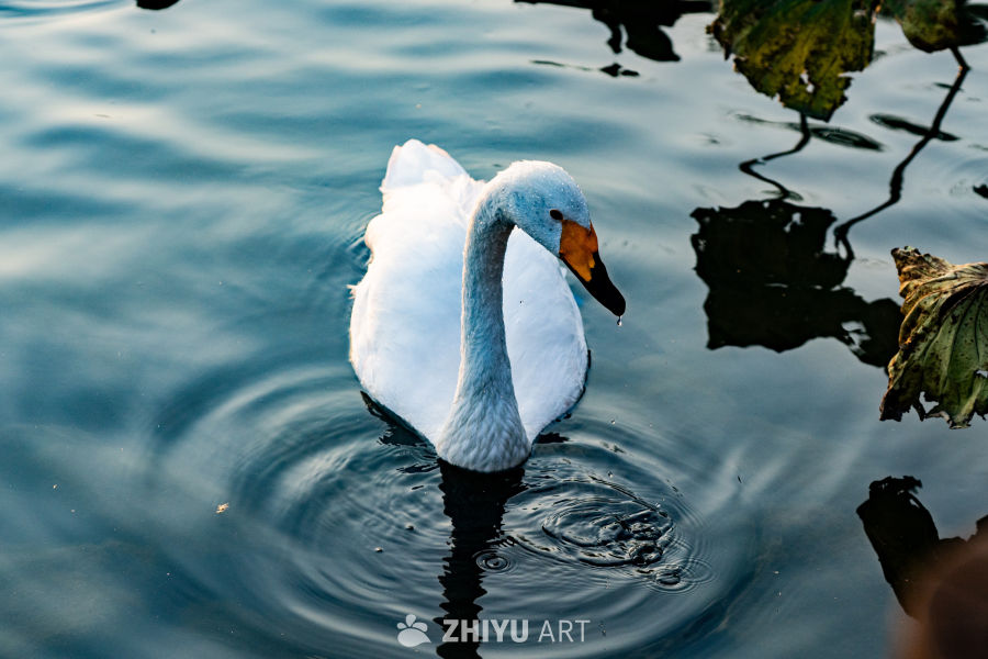 晨曦中的天鹅静影