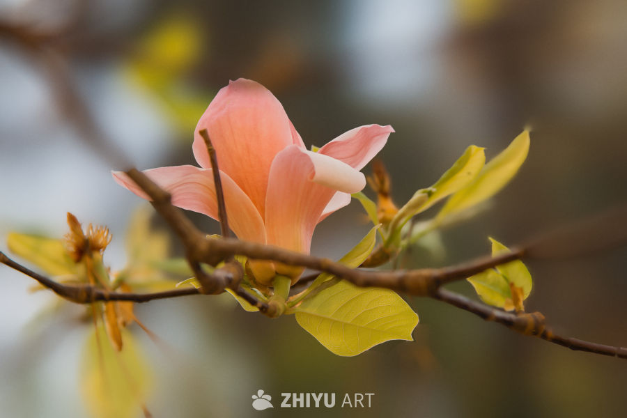 春日玉兰花绽放
