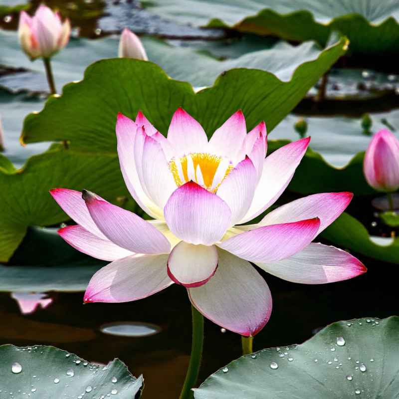 鲜花 12
