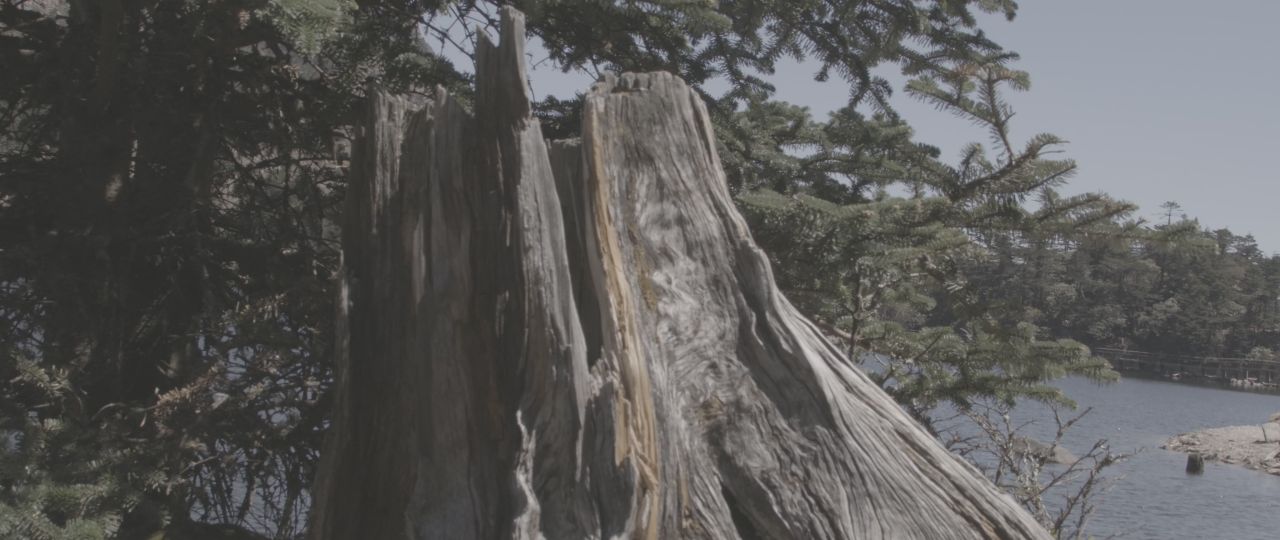 湖泊边的枯树