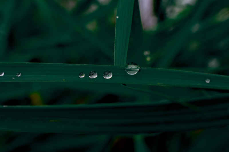 绿叶凝珠